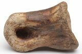 Ornithomimid (Struthiomimus) Toe Bone - Montana #235559-1